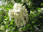 IMG 4771